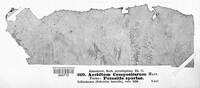 Puccinia lapsanae image